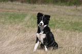 BORDER COLLIE 1500